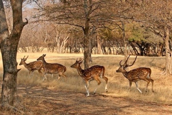 Desert-NAtional-Park-pgcceemnvu3q3ob4q819a6i2rrenf4y4k7up253zxc